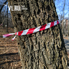 Деревья Покровского парка обвязали лентами для пересчета — мэрия (ФОТО)
