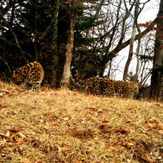 Фотоловушки зафиксировали двух новых котят дальневосточного леопарда в Приморье 