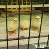 Пока «Дальневосточную птицу» банкротят, в Кролевцах открывается новая птицефабрика