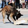 Служебные собаки с легкостью справляются с поиском запрещенных веществ — newsvl.ru