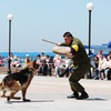 Служебная собака бесстрашно нападает на человека с оружием — newsvl.ru