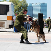 Служебная собака бесстрашно нападает на человека с оружием — newsvl.ru