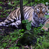 Уссурийский тигр Амур — newsvl.ru