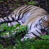 Уссурийский тигр Амур — newsvl.ru