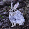 В окрестностях сафари-парка встречают гостей местные кролики — newsvl.ru