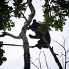 Медвежата умело карабкаются по деревьям до самой верхушки — newsvl.ru
