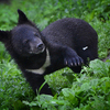 Четверо гималайских медвежат появились в сафари-парке этой весной — newsvl.ru