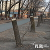 Срубленные на улице Хабаровской деревья были уже мертвыми — СГТ (ФОТО)