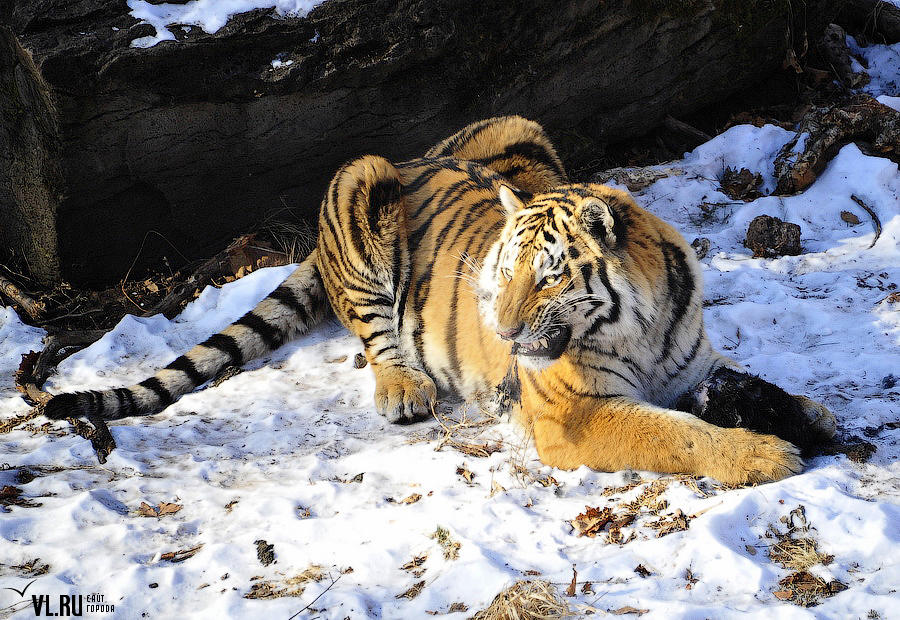 Тигр живу 2. Сафари-парк Шкотово тигры. Амурский тигр сафари парк. Дикий Амурский тигр. Сафари парк Владивосток.