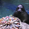Байкальским нерпам из Приморского океанариума на день рождения подарили рыбный тортик со свечками (ФОТО; ВИДЕО)