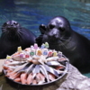 Байкальским нерпам из Приморского океанариума на день рождения подарили рыбный тортик со свечками — newsvl.ru