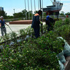 Работы по озеленению сквера только начинаются и составят две недели — newsvl.ru
