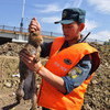 В среду, 21 августа, на Большом Уссурийском острове в Хабаровском крае спасатели обнаружили зайца с поврежденной лапкой — newsvl.ru