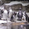 Восемь пингвинов Гумбольдта из Словакии поселились в экспозиции Приморского океанариума (ФОТО; ВИДЕО)