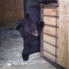 Еще одного медвежонка-сироту спасли в Приморье (ФОТО)