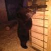 Еще одного медвежонка-сироту спасли в Приморье — newsvl.ru