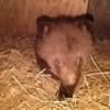 Еще одного медвежонка-сироту спасли в Приморье — newsvl.ru