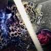 У раненного в Приморье леопарда выявили новые проблемы со здоровьем