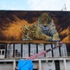 Владивосток окончательно распрощался с граффити леопарда на Орлиной сопке — newsvl.ru