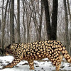 Леопарда инвертированного окраса впервые зафиксировали ученые в Приморье (ФОТО)