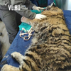 Раненую тигрицу в тяжелом состоянии не повезут на операцию из Приморья в Москву