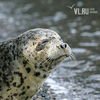 Обезвоженного щенка тюленя спасли со льдины в бухте Улисс во Владивостоке