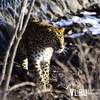 Спасенный в Приморье леопард Николай ждет рождения потомства в Московском зоопарке