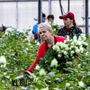 Миллионы, миллионы разных роз: как приморские производители выращивают цветы