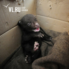 Медвежонок-подкидыш начал делать свои первые шаги в центре реабилитации в Приморье (ВИДЕО)