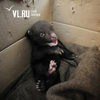 Медвежонок-подкидыш поправляется в центре реабилитации в Приморье (ВИДЕО)
