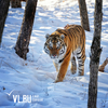 В Приморье возбуждено уголовное дело после убийства амурского тигра, напавшего на охотника