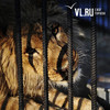 Следователи возбудили уголовное дело после нападения льва на ребенка в зоопарке Уссурийска