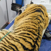 В Приморье отловили тигрицу, которая таскала собак из села (ФОТО; ВИДЕО)