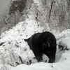 Малоснежная зима задержала зимнюю спячку медведей в Приморье (ВИДЕО)