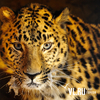 В Приморье возбуждено уголовное дело после нападения леопарда на двухлетнего ребенка в зоопарке «Чудесный»