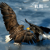 2017-� � ���������: ����� ��������� ���� � ����������� VL.ru