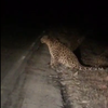 Дальневосточный леопард снова вышел на дорогу в Приморье (ВИДЕО)
