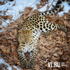 Любопытный леопард вышел к трассе у нацпарка в Приморье (ВИДЕО)