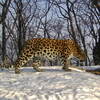 Сбитую год назад в Приморье самку дальневосточного леопарда обнаружили живой (ФОТО)