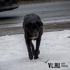 Жительница Владивостока скончалась после нападения собственной собаки