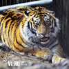 Тигра, напавшего на человека у границы Хабаровского края и Приморья, оставят жить в неволе
