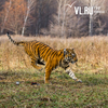 В Хабаровском крае ищут тигра, напавшего на человека у границы с Приморьем