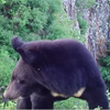 Гималайский медведь в Приморье разобрал фотоловушку и попал в объектив камеры (ВИДЕО)