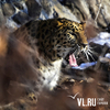 Ученые будут следить за перемещением дальневосточного леопарда по трассе Владивосток — Уссурийск