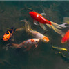 Рыб из прудов Приморского океанариума отправляют на зимовку (ФОТО)