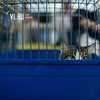Выставка-раздача кошек пройдет во Владивостоке в субботу
