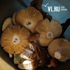 Год не грибной: главная причина отсутствия подберезовиков и опят во Владивостоке – дефицит осадков (ФОТО)