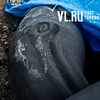 Памятник трем китам сломали во Владивостоке (ФОТО)