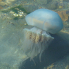 Владивостокцы заметили больших голубых медуз на Шаморе (ВИДЕО)