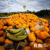 Незаконная свалка из протухших мандаринов и бананов появилась на въезде во Владивосток (ФОТО, КАРТА)